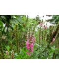 Veronica spicata pink